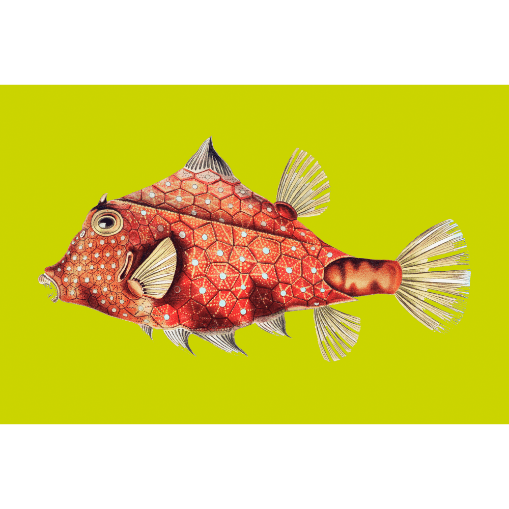 Fish Illustration Vintage By Ernst Haeckel - Abstract - Wall Art Rolled Canvas Print