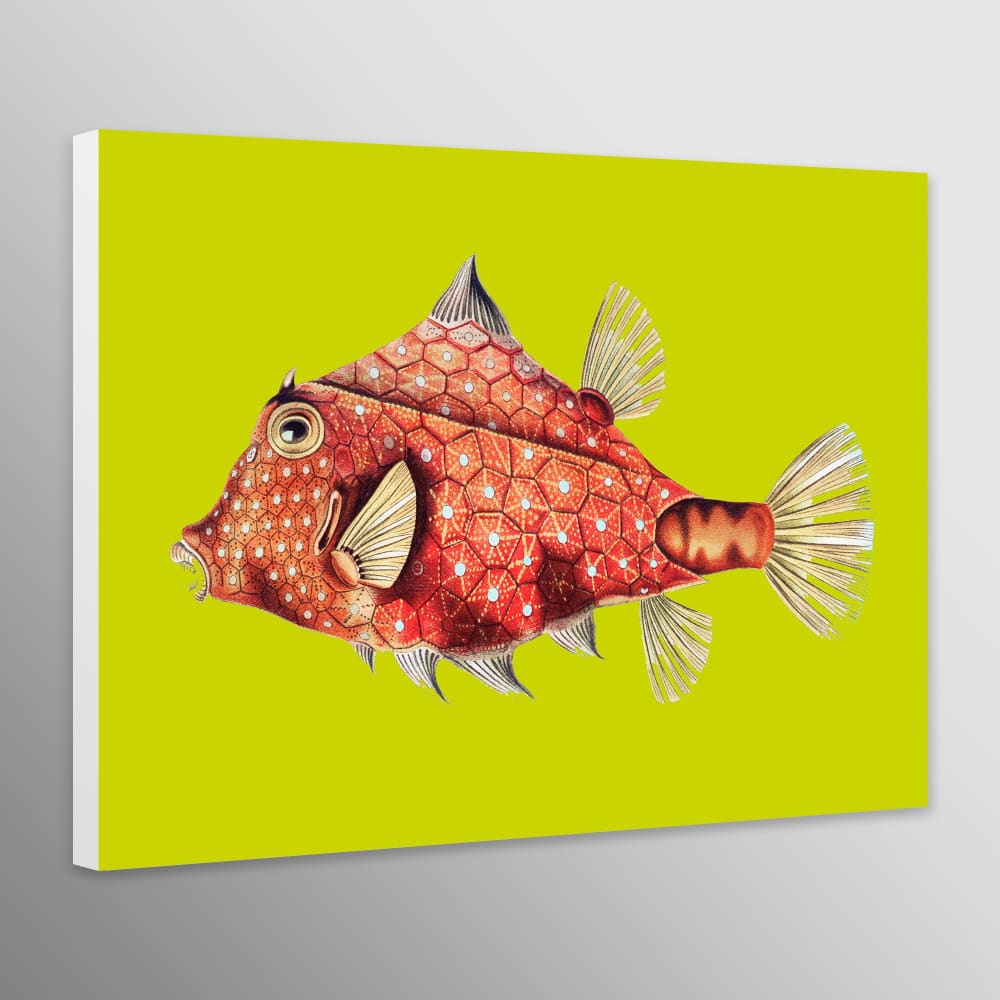 Fish Illustration Vintage by Ernst Haeckel - Abstract - Wall