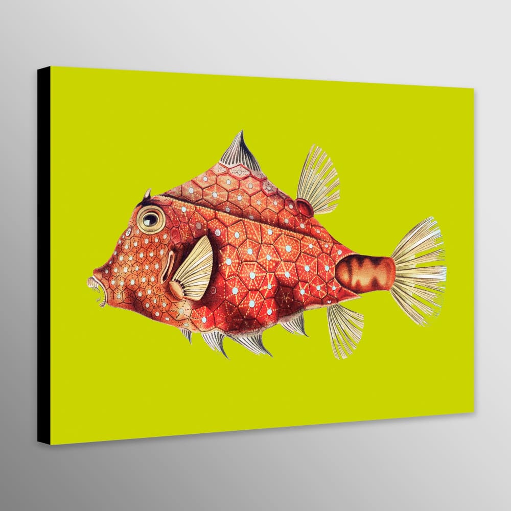 Fish Illustration Vintage by Ernst Haeckel - Abstract - Wall