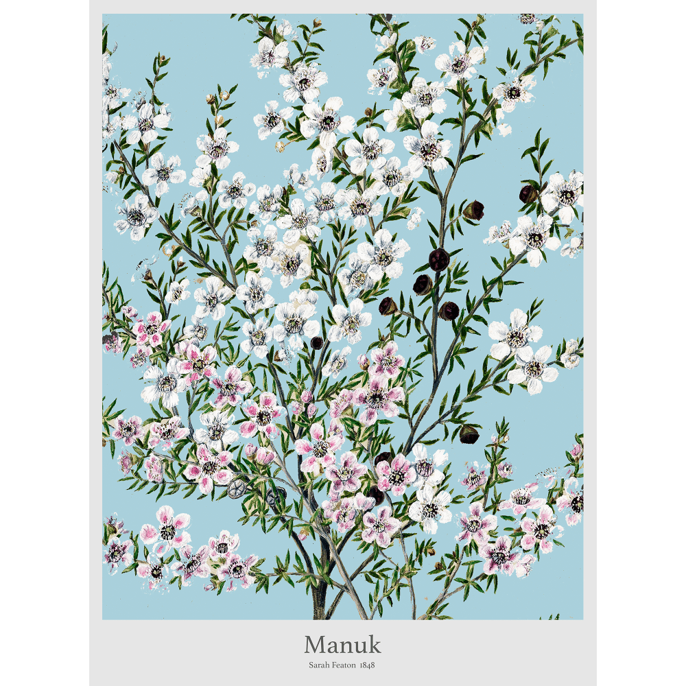 Manuk Flower by Sarah Featon (1848) - Wall Art Photo Poster Print